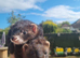 Black self jills (sisters)with some angora fully grown- 6months old
