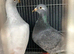 Racing pigeon
