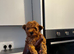Toy poodle