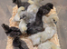 Silkie Chickens for sale