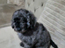 One beautiful little Cavapoo girl remaining