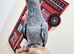 Hand reared baby African grey