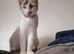 Calico cat