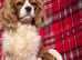 Cavapoo