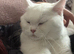 White femaleness British shorthair needs rehoming