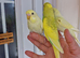 Super silly hand tamed budgies