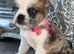 Chow Chow - Pug