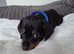Miniature dachshund