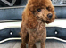 Jackapoo’s for sale