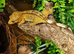 Yellow Female Crestie