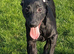 LABRADOR X WHIPPET X ROUGH COLLIE
