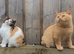 Pedigree British Shorthair Kittens