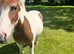 Project pony