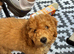 Fluffy the cockapoo x maltipoo