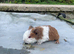 Teddy sows