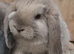 Georgeous pure mini lops ready to leave now