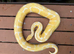 Varies adult royal (ball pythons) for sale