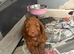 gorgeous curly cockapoo puppies