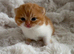 Exceptional quality British shorthair kittens