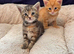 Gorgeous Maine Coon Kittens