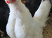 2 x Serama Roosters