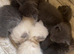 Ragdoll Kittens ready at the end of October