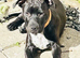 Staffy Staffy puppy
