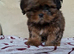 1 gorgeous female pup available