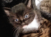 Kittens for sale to good homes (READY TO GO 6TH JUNE)