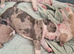 Pocket American Bully Puppies