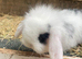Beautiful Mini lop baby boys READY TO LEAVE