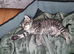 Six kittens needing homes
