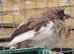 Crested bengalese finches