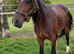 Quality Welsh D Gelding 3yr old