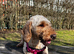 Beautiful Narla cockapoo