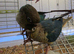 2 Handreared Tame 300 ono