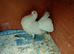 Exhibition Fantails,