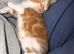 Male ginger tabby Kitten