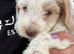 Cockapoo puppies, boys and girls