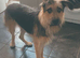 Mimi looking for a new forever home