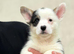 Welsh Pembroke Corgi puppies