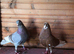 Birmigham Roller Breeding Pair