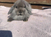 Baby lion head lops