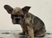 French bulldog puppies ready to leave