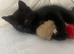 Adorable  Black Turkish Angora