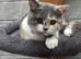 Beautiful TICA REG 7 months old Blue And White Tortie British Shorthair Girl