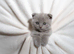 Beautiful Scottish Fold Kittens – £650 Each