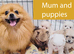 White and sable Pomeranian puppies