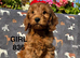 F1 COCKAPOO PUPPIES AVAILABLE!