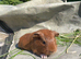 5 lovely baby sows